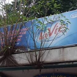 Die Natur eroberts sich hier ruckzuck ihr Terrain zurück