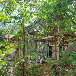 Gym im Dschungel 🏋‍♂️💪😄