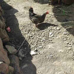 Kurz angebunden Huhn