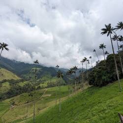 Famous palm trees 🌴 in Valle de Cocora
