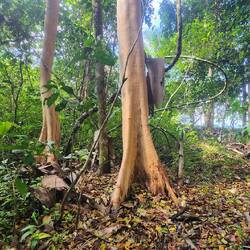 Ein Baum macht sich nackig