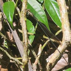 Eine in Ruhe befindliche Helikopterlibelle - wenn sie fliegt sind die Flügelspitzen gelb