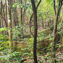 Imposante Baumwurzeln