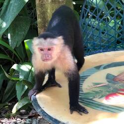 Weißkopf-Kapuzineräffchen