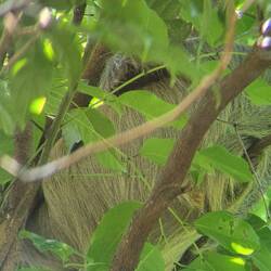 Schwer zu erkennen, aber ist ein Zweifingerfaultier