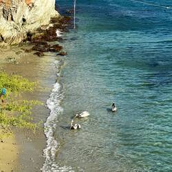 Pelikan, Pelikan und Pelikan