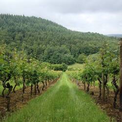 der Weg führt durch Weinberge
