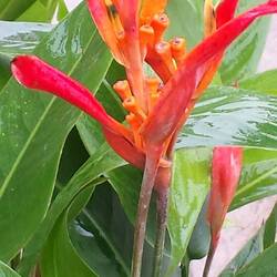 Eine Helikonie, die zu den Ingwergewächsen gehört