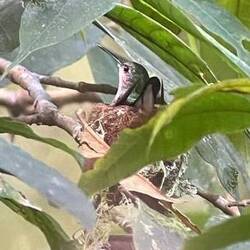 Kolibri Nest