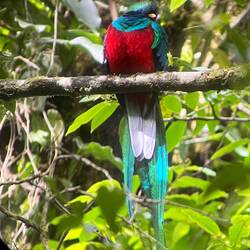 Quetzal