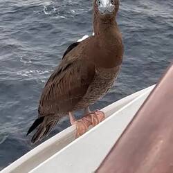 Brown booby hitchhiker
