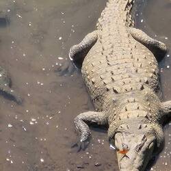 Krokodil mit Schmetterling