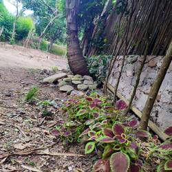 Die Straßen Palominos mit heimischen Pflanzen