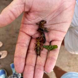 Ils ont fini dans le ventre de papa🤢