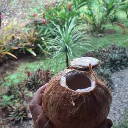 A 🥥 a day, keeps the doctor away.