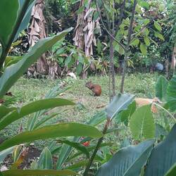 Agutis bei uns im Garten