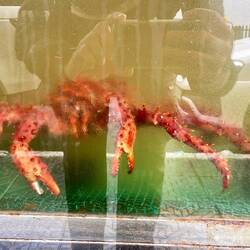 Ushuaia is famous for its King Crab