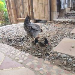 familia de pollos en nuestro apartamento