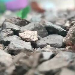 Blattschneideameisen