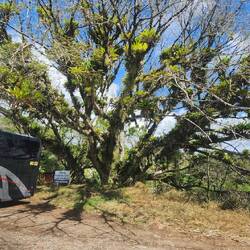 Der Nationalbaum Costa Ricas: Guanacaste