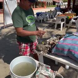 Shucking oysters