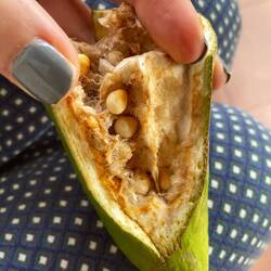 Cotten Tree auch Wollbaum genannt