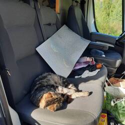 Einmal kurz nicht aufgepasst umd die Katze macht es sich gemütlich :)