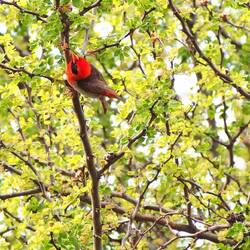 Red-headed weaver