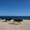 Besuch am Strand
