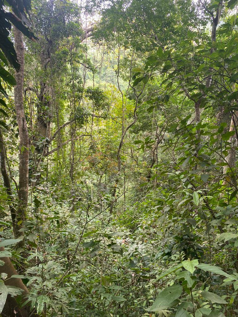 Deep down in the jungle