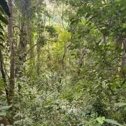 Deep down in the jungle