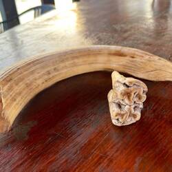 Eckzahn und Schneidezahn des Hippos