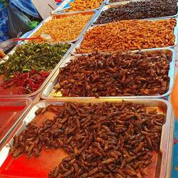 Da sind sie, Würmer, Maden und Heuschrecken 🤢