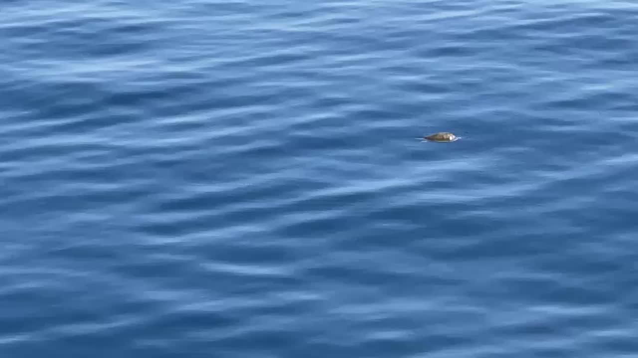 Sea turtle asleep on the surface — Aboard Insignia.