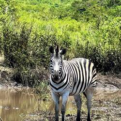 Steppenzebras