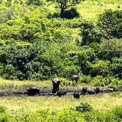 Büffel und Elefanten