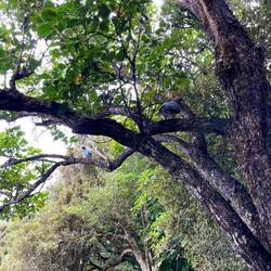 Kereru, neuseeländische Taube