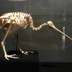 Te Papa Museum