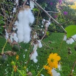 Baumwolle - 1a Nistmaterial