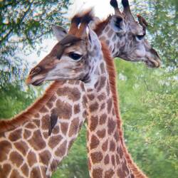 Giraffe and woodpecker