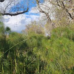 Wildwachsender Papyrus