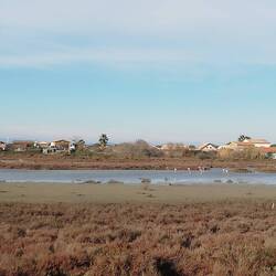 Camargue