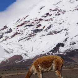 Vicuña with Chimborazo volcano in the background