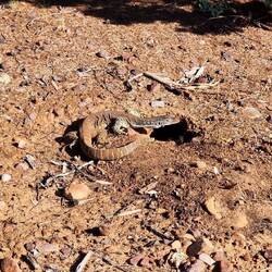 Ein großer Waran zum Start der Wanderung