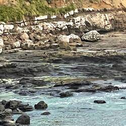 Wer findet den Pinguin?