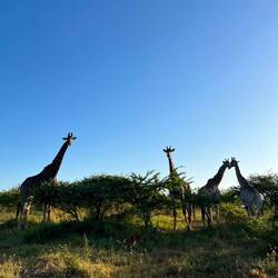 Giraffen - einfach so toll 🦒😍