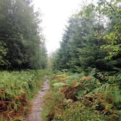 immer weiter durch den nassen Schwarzwald