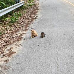 Kampfkatzen auf Wegelagerei 😁 Die kleine Schwarze drohte uns und wollte uns nicht vorbei lassen