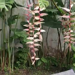 Kolibri im Garten :)