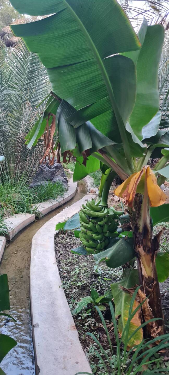 And through the banana plantation